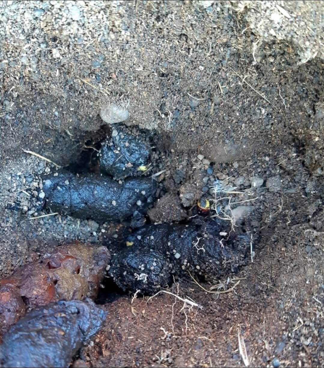 גלל גירית בחפירה עם צרעה מזרחית