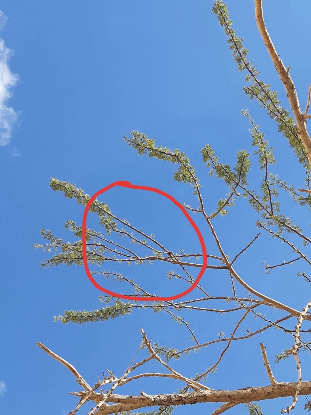 סימני האכילה של השפנים עד קצות הענפים של השיטה