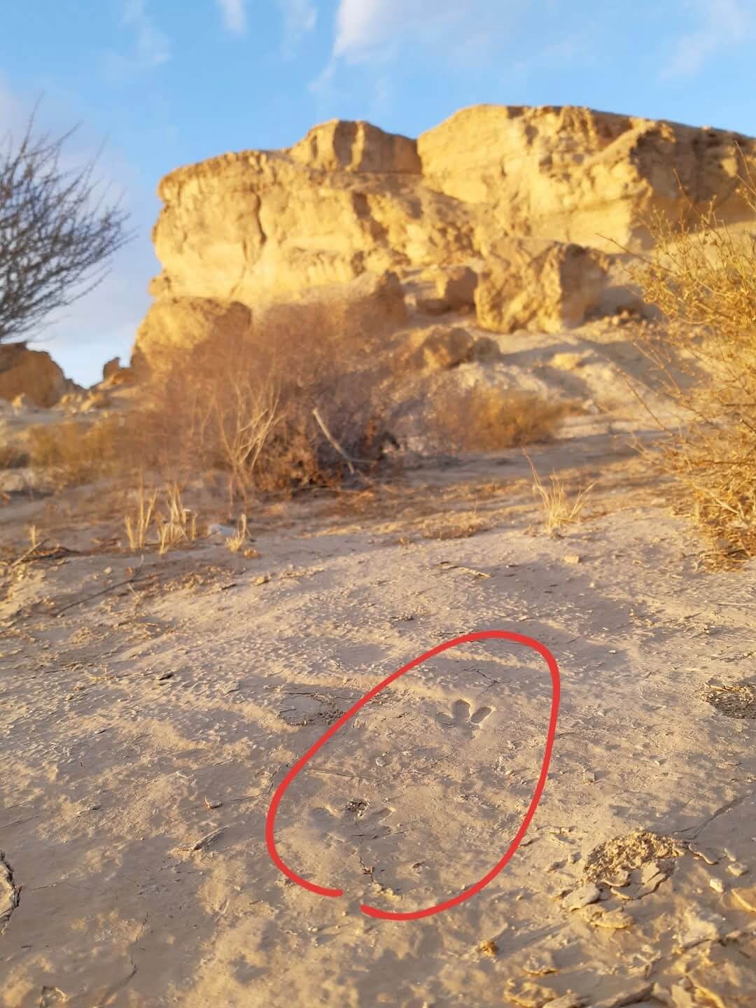 עקבות שפן סלע בערוץ הנחל שחוזר לביטחון הבית במצוק
