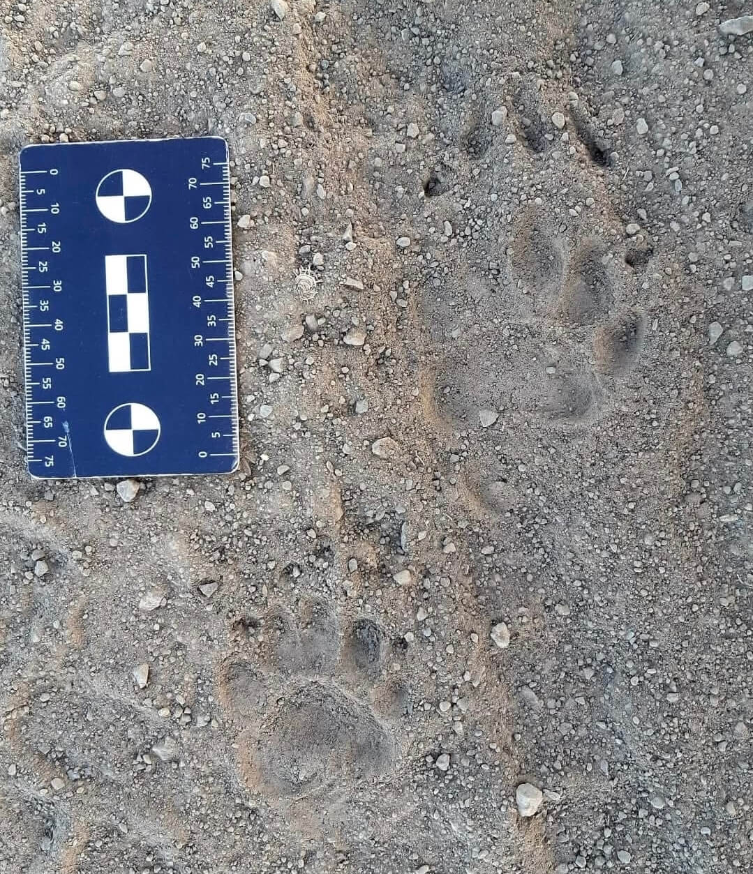 עקבת של גירית מצויה בפודרה קדמית ואחורית