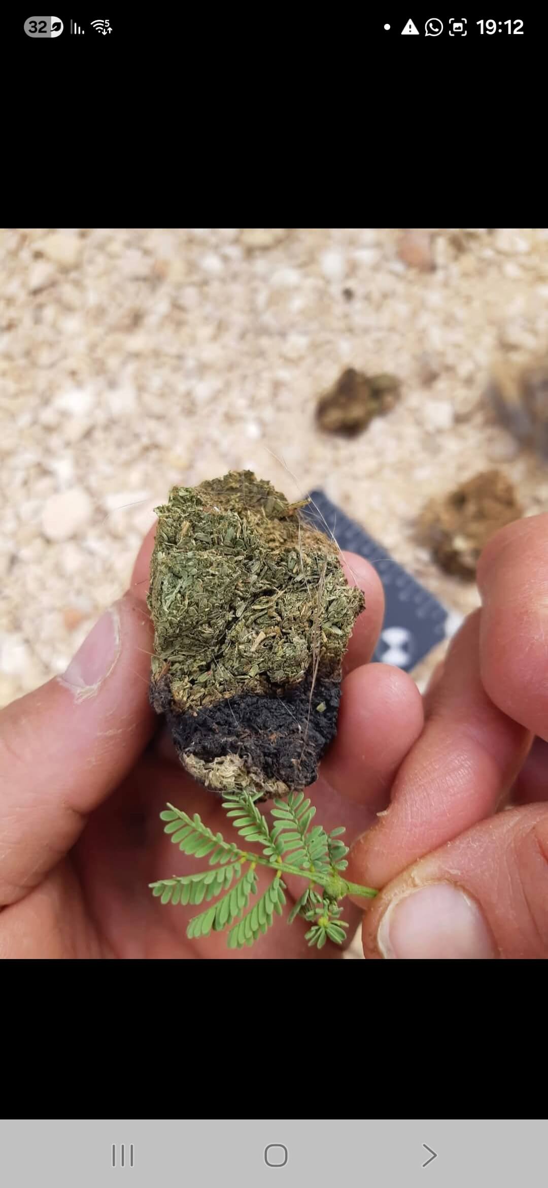 קיבה של שפן מלאה לגמרי בעלים של שיטה. ועלי שיטה לשם השוואה_