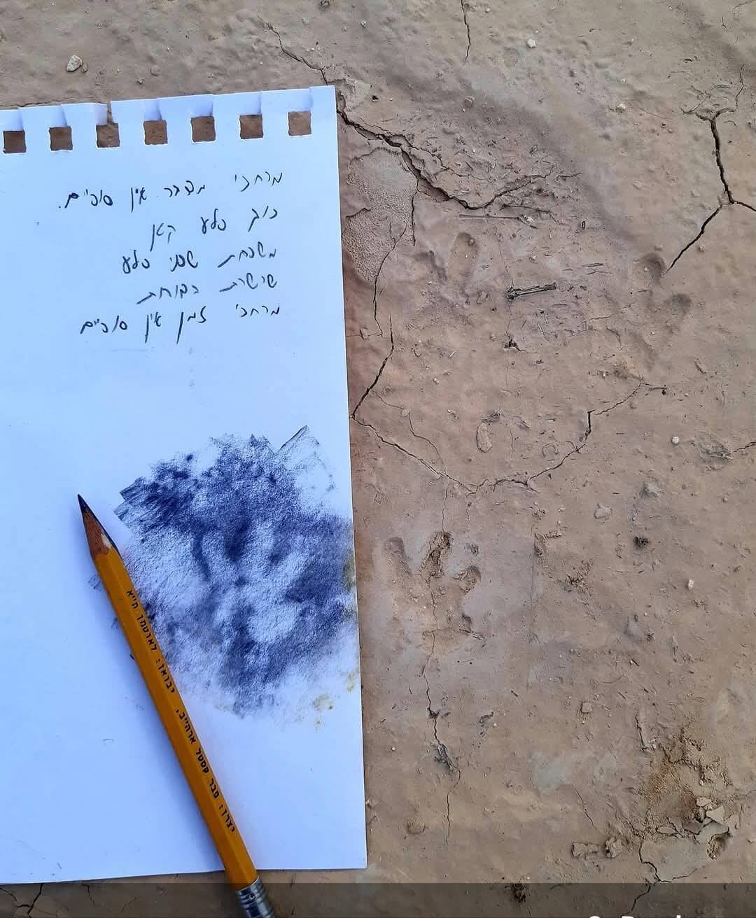 רישום עקבות שפן וניסיון לכתוב שיר קטן לכבוד השפנים