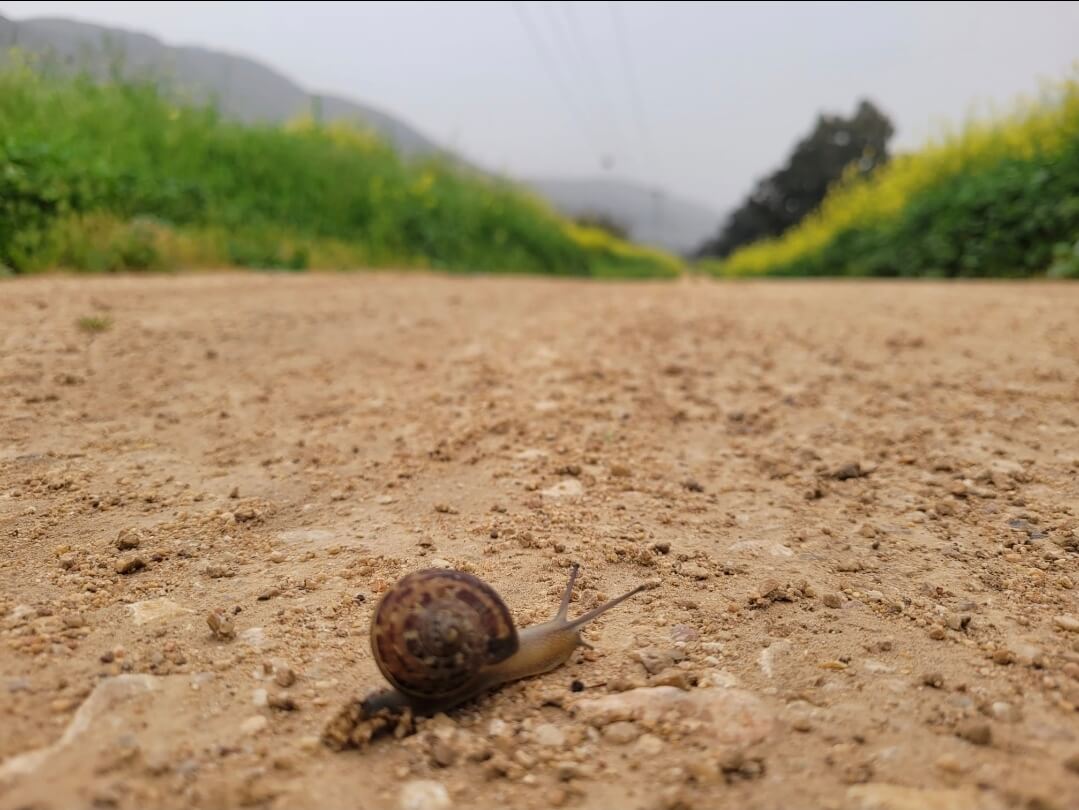 שבלול משוטט